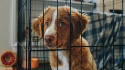 Crate Training Made Easy: A Step-by-Step Guide for New Pet Owners