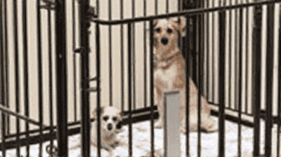 Crate Training Made Easy: A Step-by-Step Guide for New Pet Owners