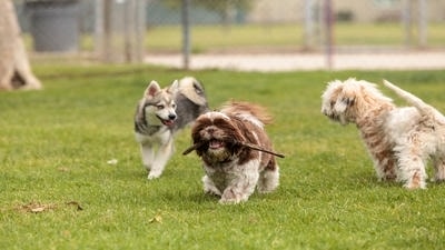 Hosting a Pet Playdate: The Dos and Don'ts of Socializing Pets