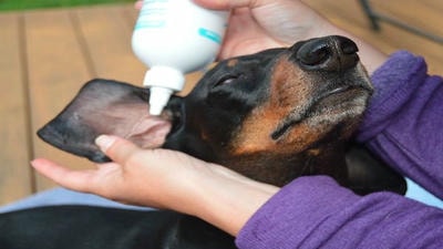 How to Keep Your Pet's Ears Clean and Healthy: A Step-by-Step Guide