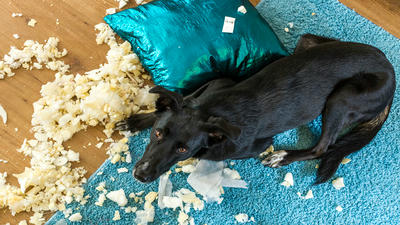 How to Stop Your Puppy from Chewing Everything in Sight