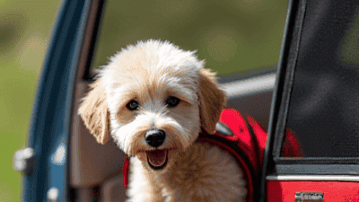 Must-Have Travel Gear for Pet Parents: From Carriers to Safety Kits