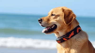 Pet-Friendly Beaches: Fun Destinations for Sun and Surf with Your Pup
