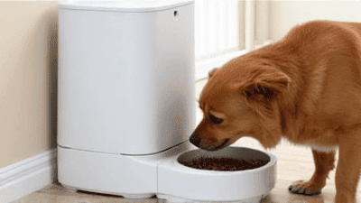 Reviewing the Best Automatic Pet Feeders: Convenience for Busy Pet Owners