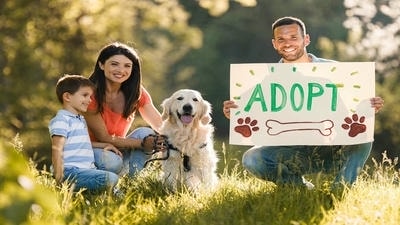 Teaching Kids About Pet Adoption: Why Rescue Pets Make Great Family Members