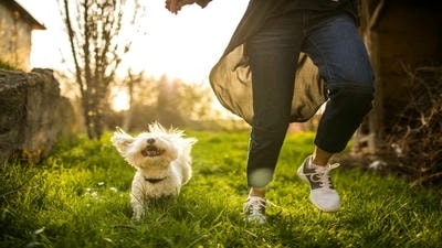 The Benefits of Fostering Pets: How You Can Make a Difference