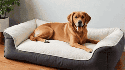 The Best Dog Beds for Comfort and Support: A Comprehensive Guide