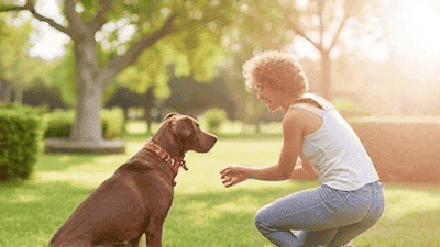 The Best Flea and Tick Prevention Products Reviewed: Protecting Your Pets