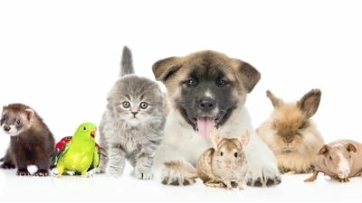 The Best Pets for Families with Busy Schedules