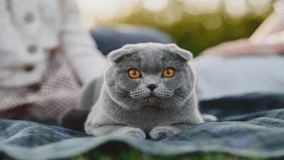 The Distinctive Scottish Fold: Care Techniques for This Unique Cat Breed