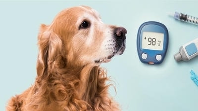 Understanding Canine and Feline Diabetes: Symptoms and Management