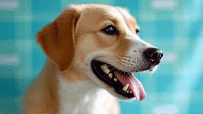 Why Your Pet Needs a Regular Dental Check-Up: The Dangers of Neglect